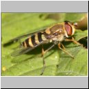 Syrphus vitripennis - Kleine Schwebfliege w03.jpg